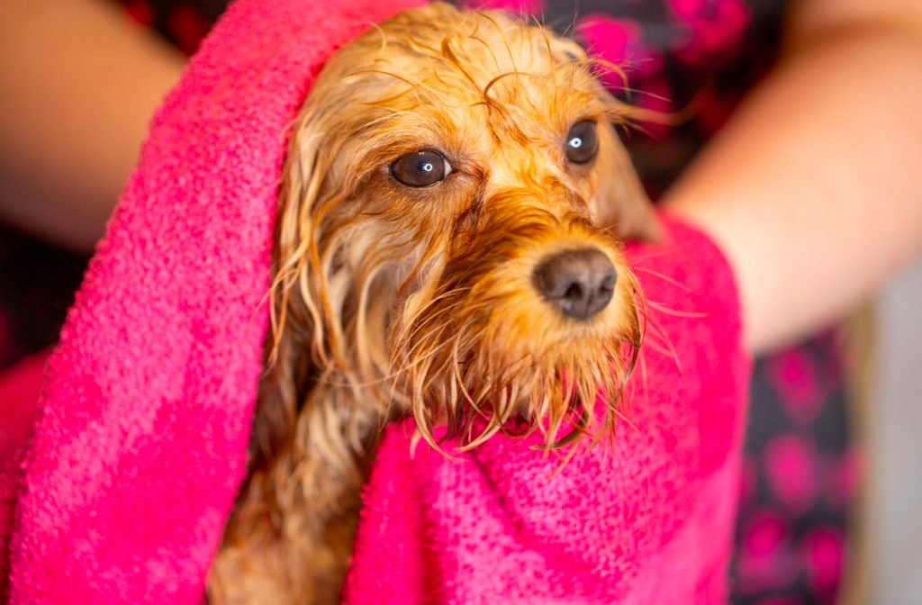 Cavapoo, Maltipoo, Cockpoo, Züchter mit Papiere, Apricot, Rüde Hündin