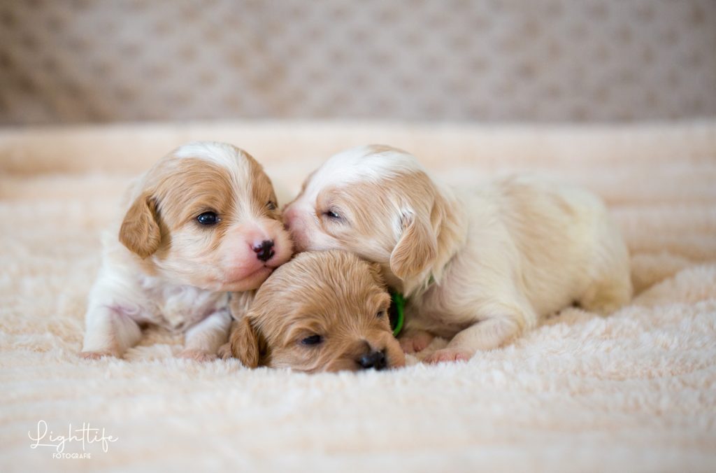 Cavapoo, Maltipoo, Cockpoo, Züchter mit Papiere, Apricot, Rüde Hündin weiß Pudel Welpen Züchter Papiere