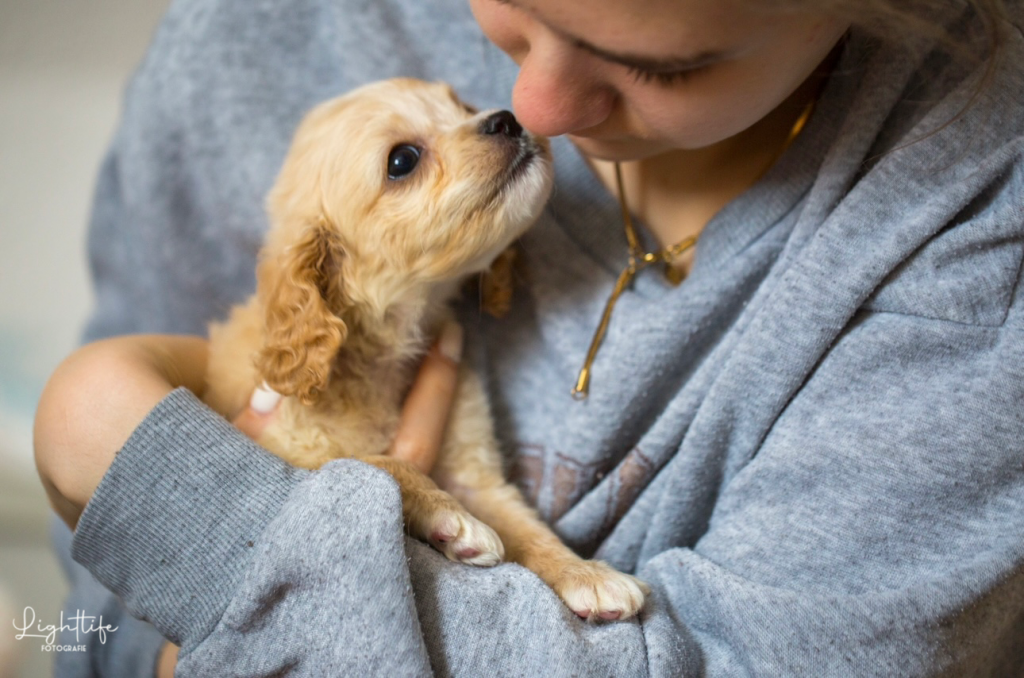Cavapoo, Maltipoo, Cockpoo, Züchter mit Papiere, Apricot, Rüde Hündin weiß Pudel Welpen Züchter Papiere
