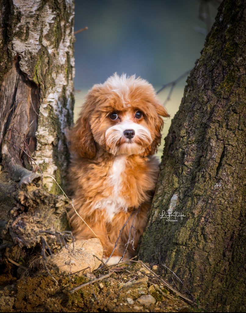 Cavapoo, Maltipoo, Cockpoo, Züchter mit Papiere, Apricot, Rüde Hündin weiß Pudel Welpen Züchter Papiere Spielzeug für Cavapoo zu Hause gesucht