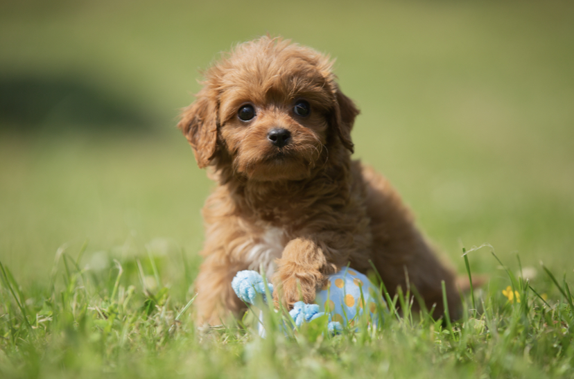 Cavapoo, Maltipoo, Cockpoo, Züchter mit Papiere, Apricot, Rüde Hündin weiß Pudel Welpen Züchter Papiere Spielzeug für Cavapoo