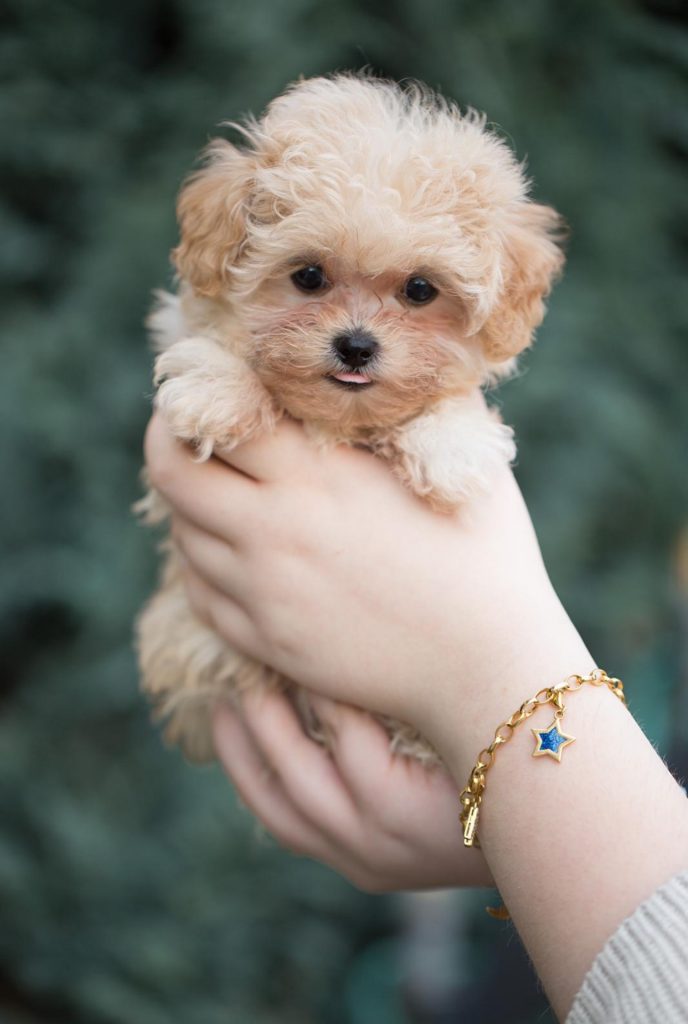 Cavapoo, Maltipoo, Cockpoo, Züchter mit Papiere, Apricot, Rüde Hündin