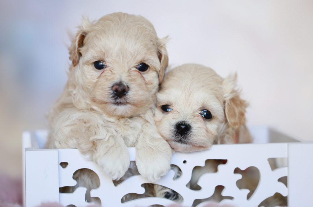 Maltipoo Rüde sofort zur Abgabe liebevoll reinrassig Züchter Papiere Welpen Welpe zu Hause gesucht