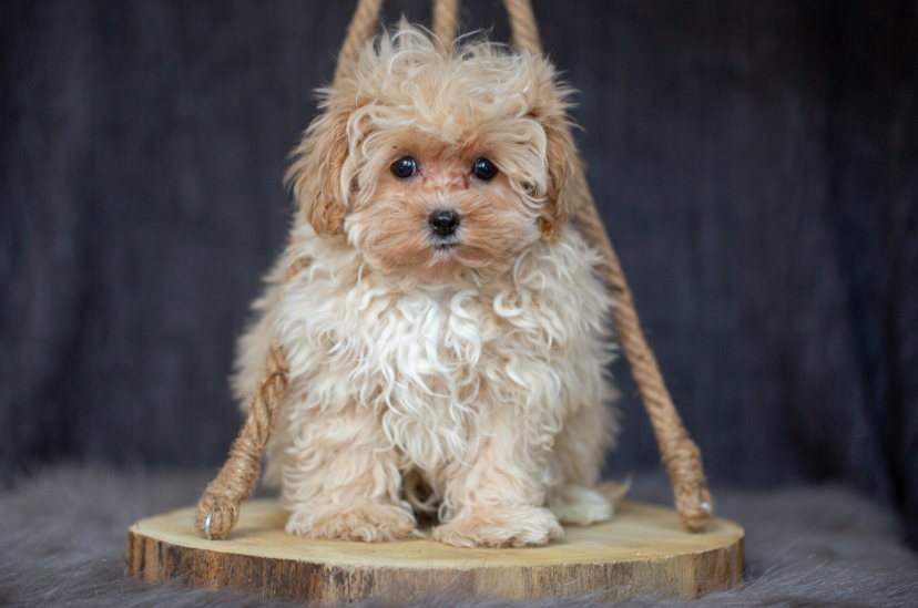 Cavapoo, Maltipoo, Cockpoo, Züchter mit Papiere, Apricot, Rüde Hündin