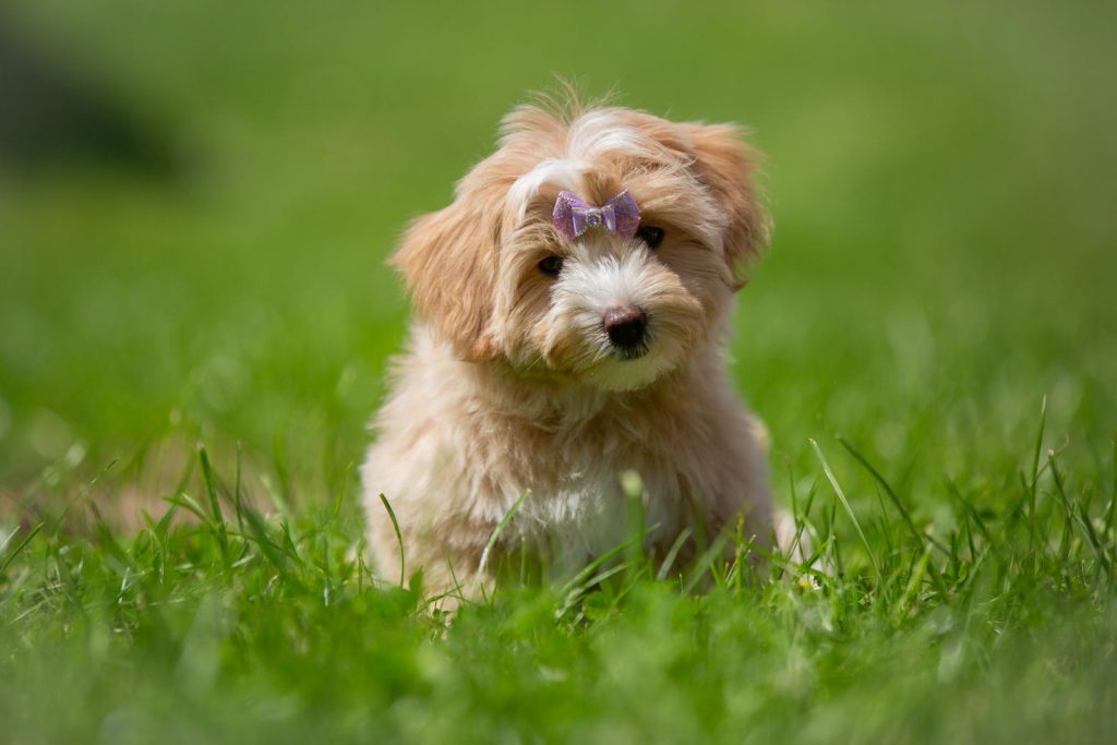 Havaneser Havapoo Welpen Züchter Rüde Hündin zu Hause gesucht Papiere