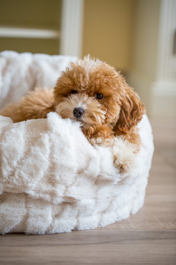 Deckrüde Cavapoo, Maltipoo, Cockpoo, Züchter mit Papiere, Apricot, Rüde Hündin weiß Pudel Welpen Züchter Papiere Spielzeug für Cavapoo zu Hause gesucht