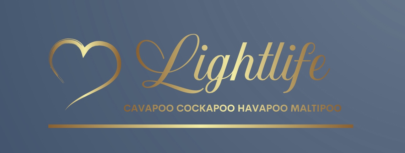 Cavapoo, Maltipoo, Cockpoo, Züchter mit Papiere, Apricot, Rüde Hündin