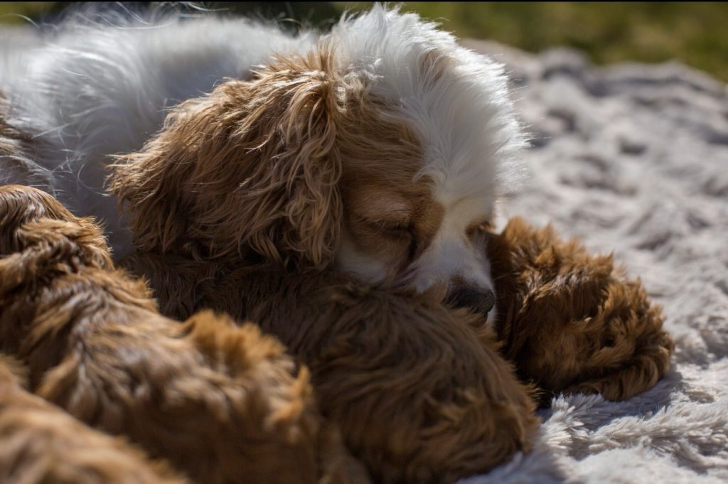 Cockapoo Welpen Züchter Rüde Hündin zu Hause gesucht Papiere Stammbaum