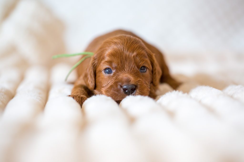 Die ersten 8 Wochen eines Cavapoo Welpen sind voller Entwicklungsschritte: vom blinden und tauben Neugeborenen über erste Gehversuche bis hin zum neugierigen kleinen Hund. Jede Woche bringt neue Veränderungen, neue Fähigkeiten und mehr Persönlichkeit. Für uns als Züchter ist diese Zeit besonders wertvoll. Wir begleiten die Welpen intensiv, beobachten ihre Entwicklung und bereiten sie liebevoll auf ihr späteres Leben in ihrer neuen Familie vor. Wer einen Cavapoo Welpen kaufen möchte, sollte sich nicht nur von Farbe oder Aussehen leiten lassen. Viel wichtiger sind Gesundheit, Charakter, Aufzucht, Sozialisation und die passende Verbindung zwischen Welpe und Familie.