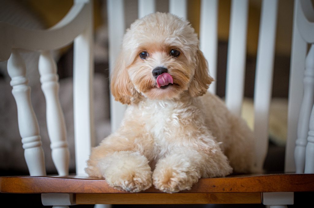 Cockapoo Welpen Hündin Rüde Züchter mit Papieren