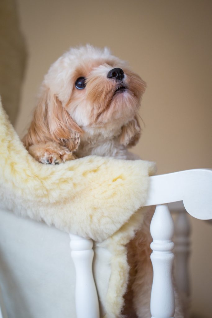 Cockapoo Welpen Hündin Rüde Züchter Papiere Abgabe