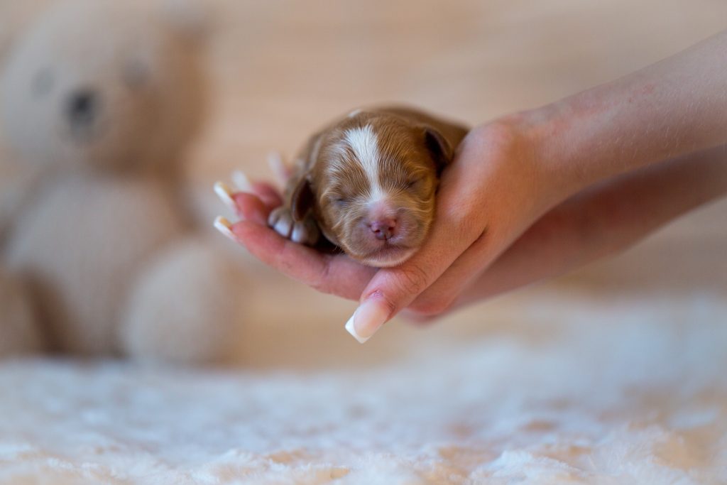 Cockapoo Welpen Hündin Rüde Züchter mit Papieren