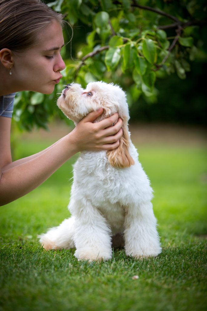 Cockapoo Welpen Hündin Rüde Züchter mit Papieren