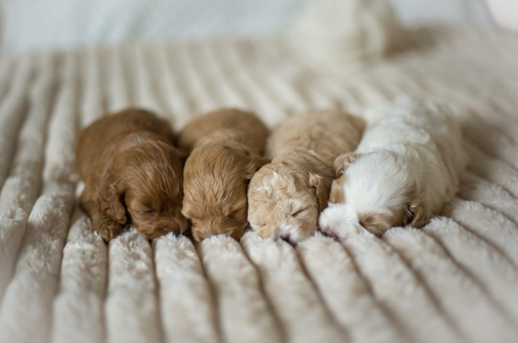 Cockapoo Welpen Hündin Rüde Züchter mit Papieren
