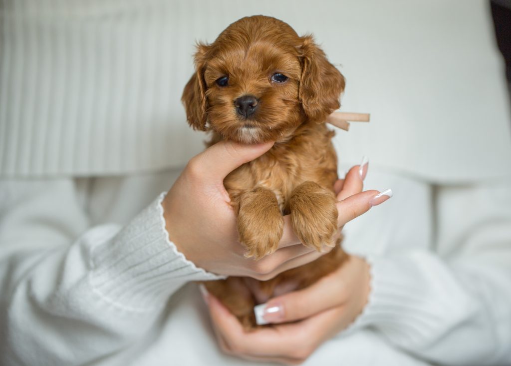 Cockapoo Welpen Hündin mit Papieren und Stammbaum Züchter 