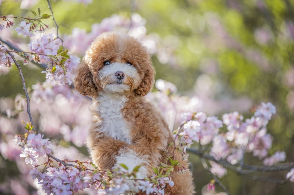 Toypudel Cockapoo Cavapoo Havapoo Pomapoo Welpen mit Papieren