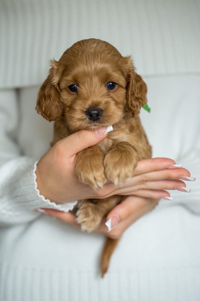 Cockapoo Welpen Hündin mit Papieren und Stammbaum Züchter 