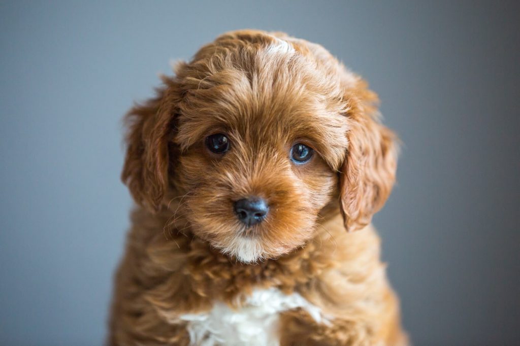 Cavapoo Welpen Züchter Rüde Hündin zu Hause gesucht Papiere Stammbaum