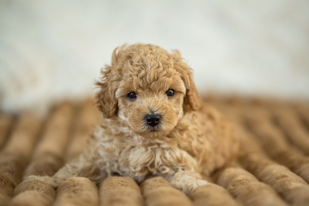 Cockapoo Havapoo Pomapoo Welpen mit Ahnentafel Züchter
