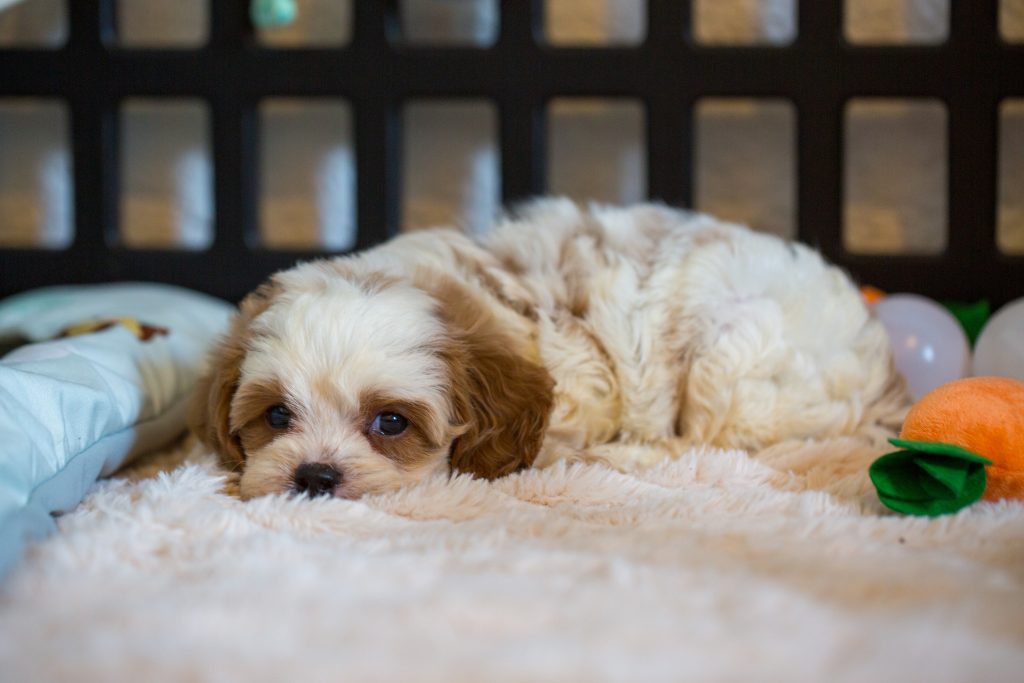 Cockapoo Havapoo Pomapoo Welpen mit Ahnentafel Züchter