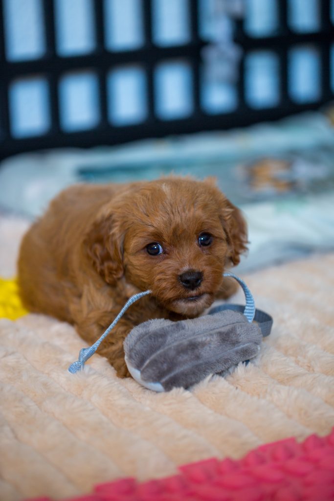 Cockapoo Havapoo Pomapoo Welpen mit Ahnentafel Züchter