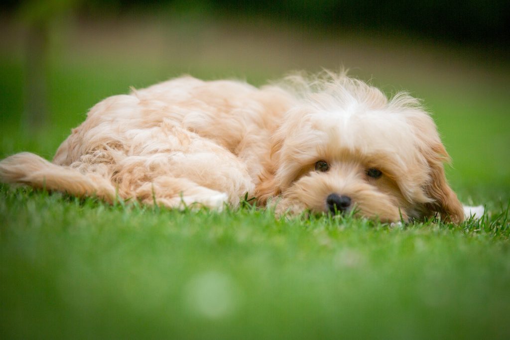 Cockapoo Havapoo Pomapoo Welpen mit Papiere Züchter