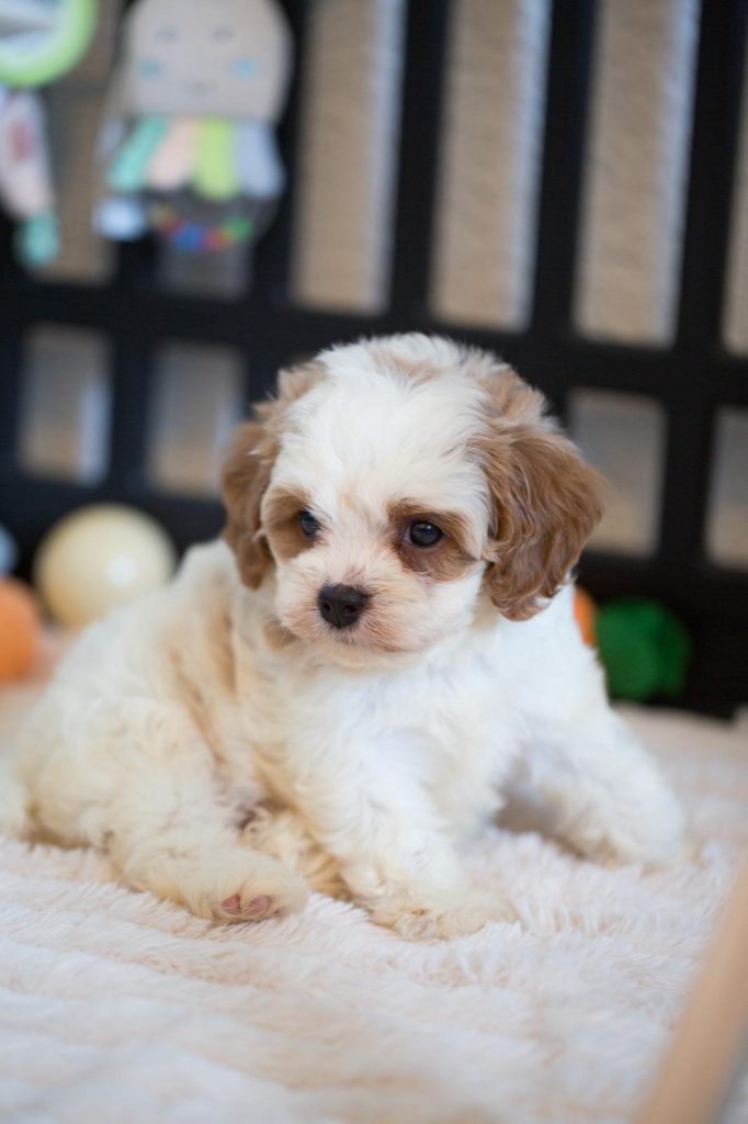 Cockapoo Havapoo Pomapoo Welpen mit Ahnentafel Züchter