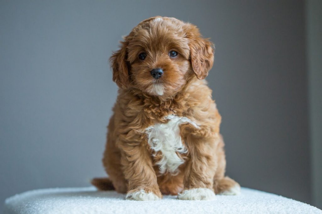 Cavapoo Welpen Züchter Rüde Hündin zu Hause gesucht Papiere Stammbaum