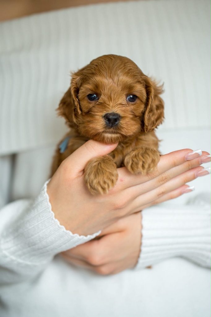 Cockapoo Welpen Hündin mit Papieren und Stammbaum Züchter 
