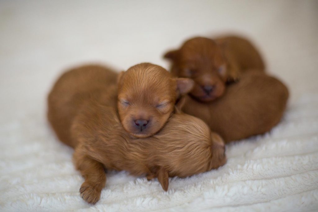 Pomapoo Welpen Hündin Rüde mit Ahnentafel Züchter 