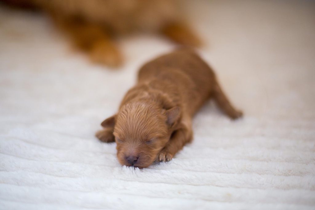 Pomapoo Welpen Hündin Rüde mit Ahnentafel Züchter 