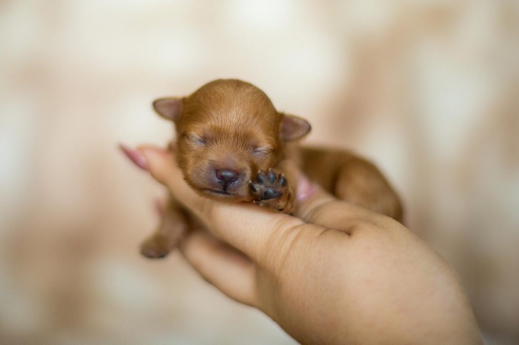 Pomapoo Welpen Hündin Rüde mit Ahnentafel Züchter 