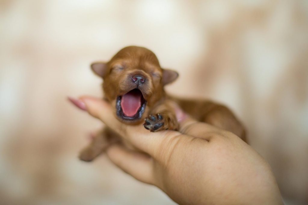 Pomapoo Welpen Hündin Rüde mit Ahnentafel Züchter 