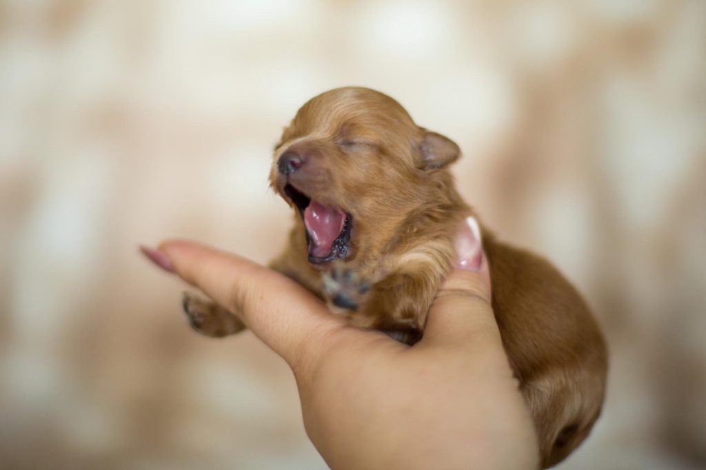 Pomapoo Welpen Hündin Rüde mit Ahnentafel Züchter