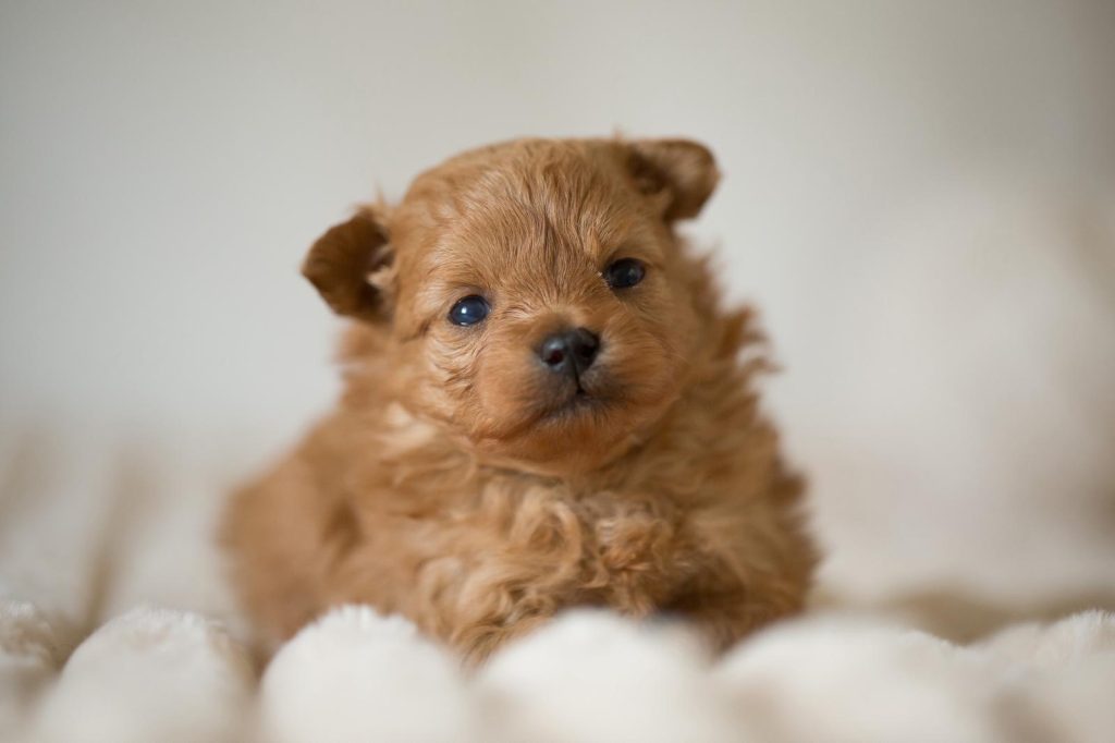 Pomapoo Welpen Pomeranien Pudel Stammbaum Ahnentafel Rüde Hündin Züchter
