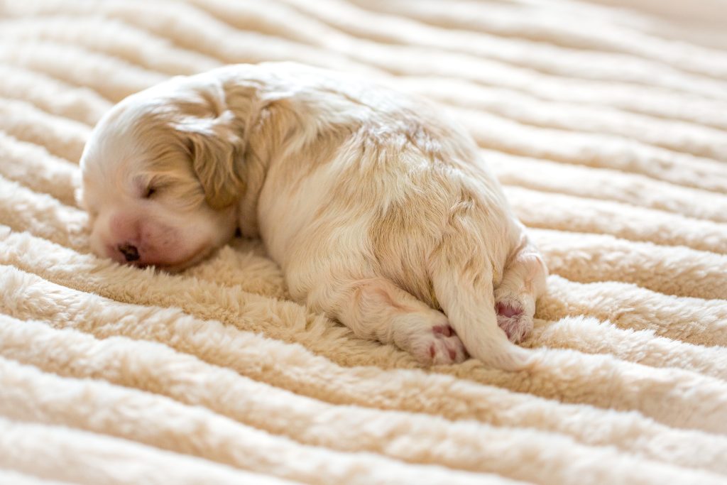 Pomapoo, Cockapoo, Havapoo, Malitpoo Welpen Rüde Hündin Züchter mit Ahnentafel Papiere
