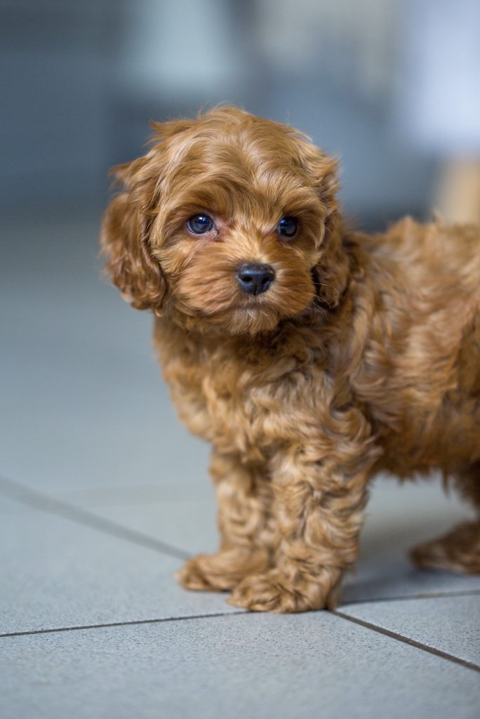 Pomapoo, Cockapoo, Havapoo, Malitpoo Welpen Rüde Hündin Züchter mit Ahnentafel Papiere