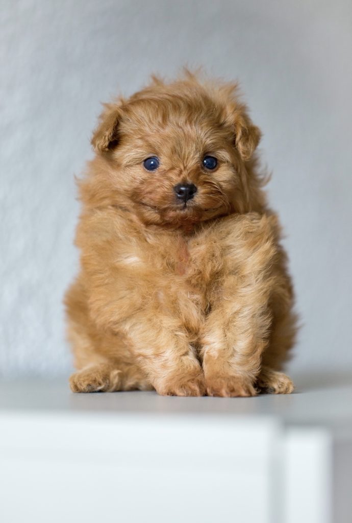 Pomapoo, Cockapoo, Havapoo, Malitpoo Welpen Rüde Hündin Züchter mit Ahnentafel Papiere