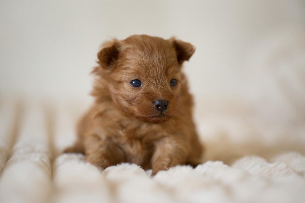 Pomapoo Welpen Pomeranien Pudel Stammbaum Ahnentafel Rüde Hündin Züchter