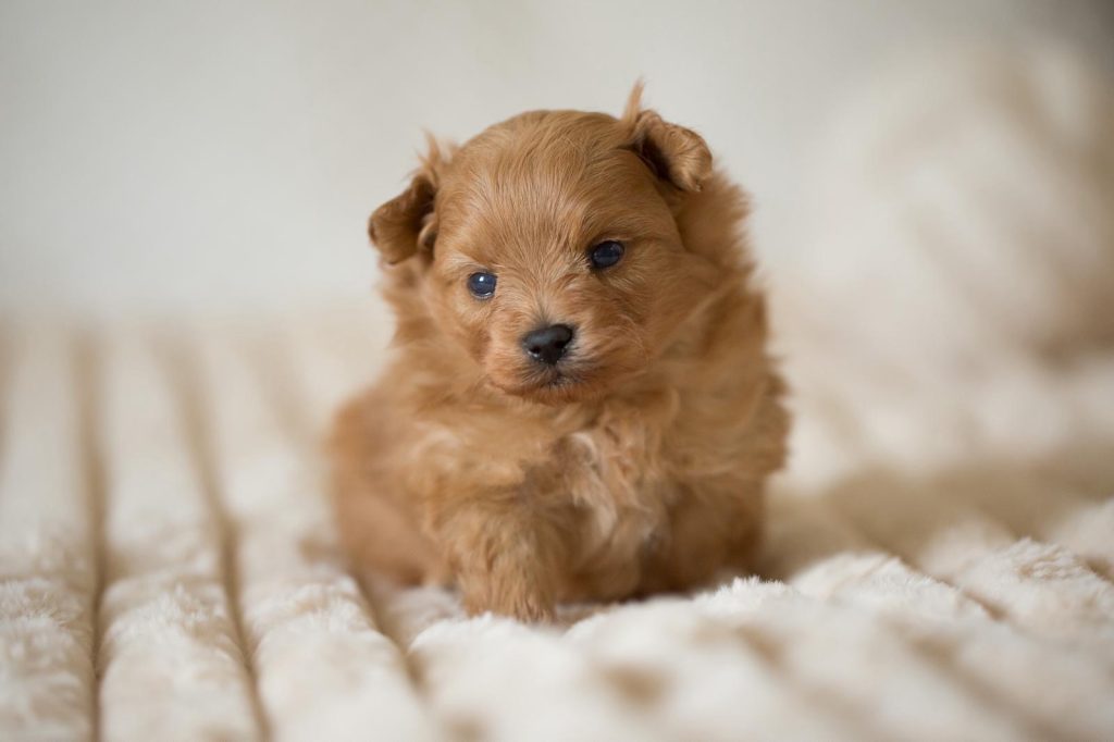 Pomapoo Welpen Pomeranien Pudel Stammbaum Ahnentafel Rüde Hündin Züchter