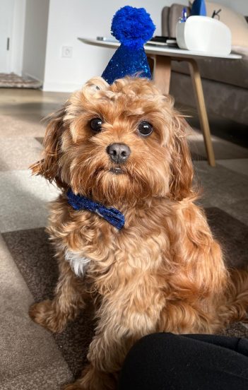 Cavapoo Rüde Welpen Züchter Nachzucht