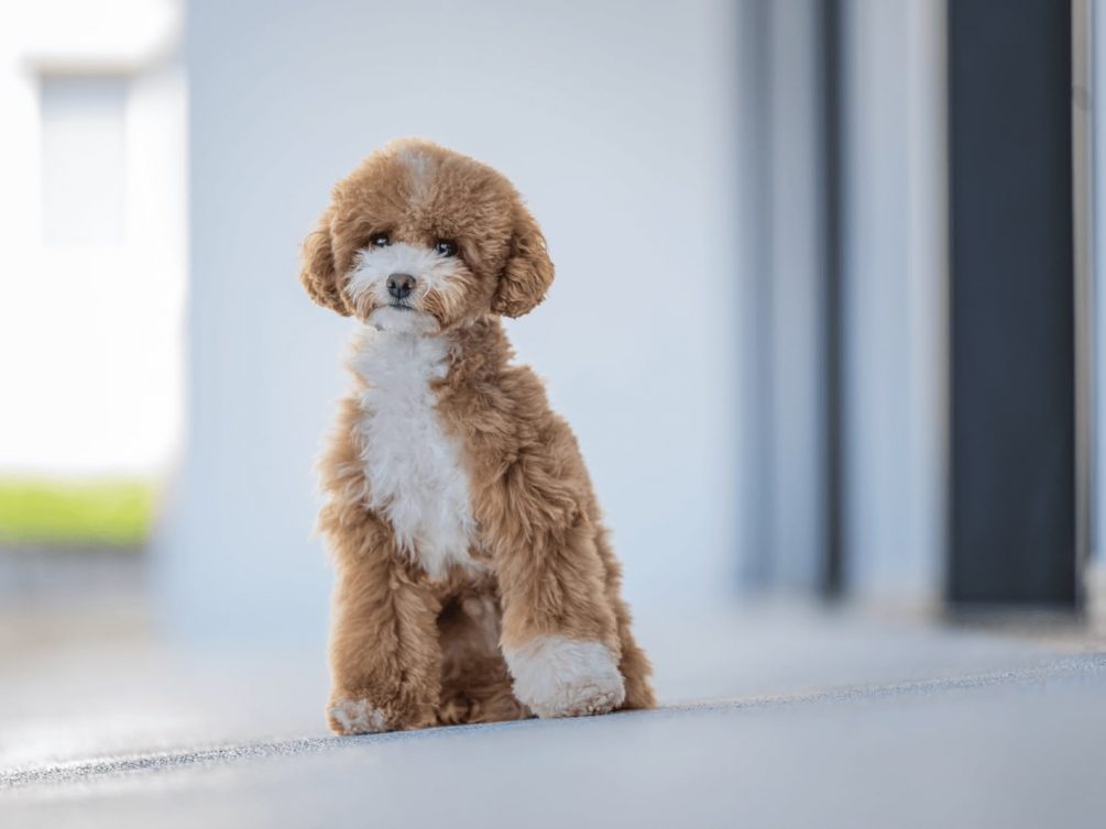 Toypudel Cockapoo Cavapoo Havapoo Pomapoo Welpen mit Papieren