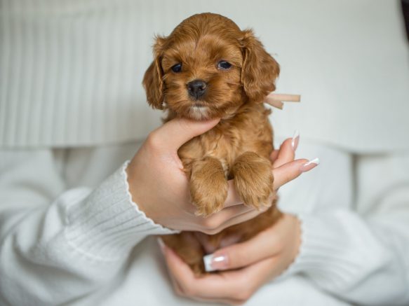 Cockapoo Welpen Hündin Züchter mit Papieren Welpen Coackpoo