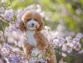 Toypudel Cockapoo Cavapoo Havapoo Pomapoo Welpen mit Papieren
