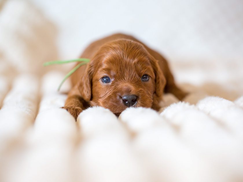 Die ersten 8 Wochen eines Cavapoo Welpen sind voller Entwicklungsschritte: vom blinden und tauben Neugeborenen über erste Gehversuche bis hin zum neugierigen kleinen Hund. Jede Woche bringt neue Veränderungen, neue Fähigkeiten und mehr Persönlichkeit. Für uns als Züchter ist diese Zeit besonders wertvoll. Wir begleiten die Welpen intensiv, beobachten ihre Entwicklung und bereiten sie liebevoll auf ihr späteres Leben in ihrer neuen Familie vor. Wer einen Cavapoo Welpen kaufen möchte, sollte sich nicht nur von Farbe oder Aussehen leiten lassen. Viel wichtiger sind Gesundheit, Charakter, Aufzucht, Sozialisation und die passende Verbindung zwischen Welpe und Familie.