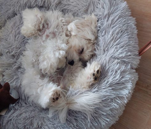 Maltipoo Hündin Welpen Züchter Nachzucht