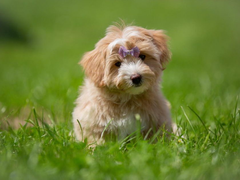 Havaneser Havapoo Welpen Züchter Rüde Hündin zu Hause gesucht Papiere