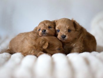 Pomapoo Welpen Pomeranien Pudel Stammbaum Ahnentafel Rüde Hündin Züchter