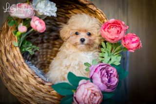 Cavapoo, Maltipoo, Cockpoo, Züchter mit Papiere, Apricot, Rüde Hündin