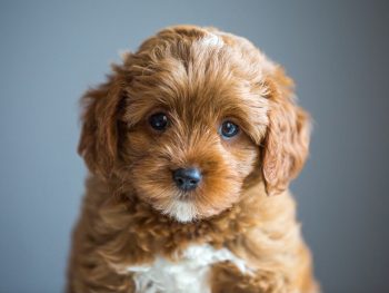 Cavapoo Welpen Züchter Rüde Hündin zu Hause gesucht Papiere Stammbaum